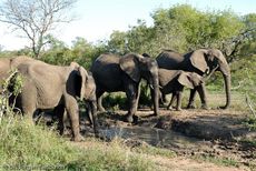 Afrikanischer Elefant (44 von 131).jpg
